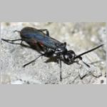 Anoplius infuscatus - Wegwespe m02a 7mm OS-Wallenhorst-Tongrube-Lehmwiese - det.jpg